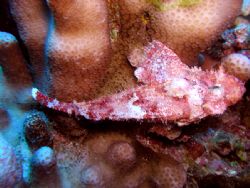Rock Fish in Bora Bora by Justin Pfeifer 